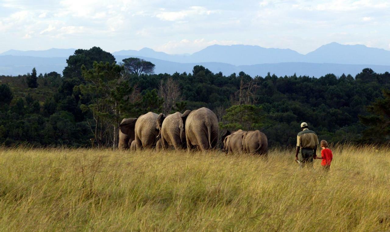 Knysna Elephant Park Lodge Plettenberg Bay Exteriör bild